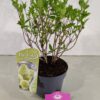 Hydrangea paniculata 'Skyfall', Pluimhortensia, 3 liter pot - Afbeelding 5