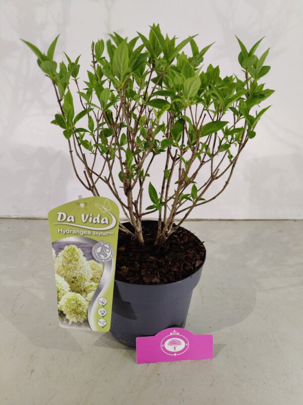 Hydrangea paniculata 'Skyfall', Pluimhortensia, 3 liter pot - Afbeelding 5