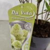 Hydrangea paniculata 'Skyfall', Pluimhortensia, 3 liter pot - Afbeelding 4