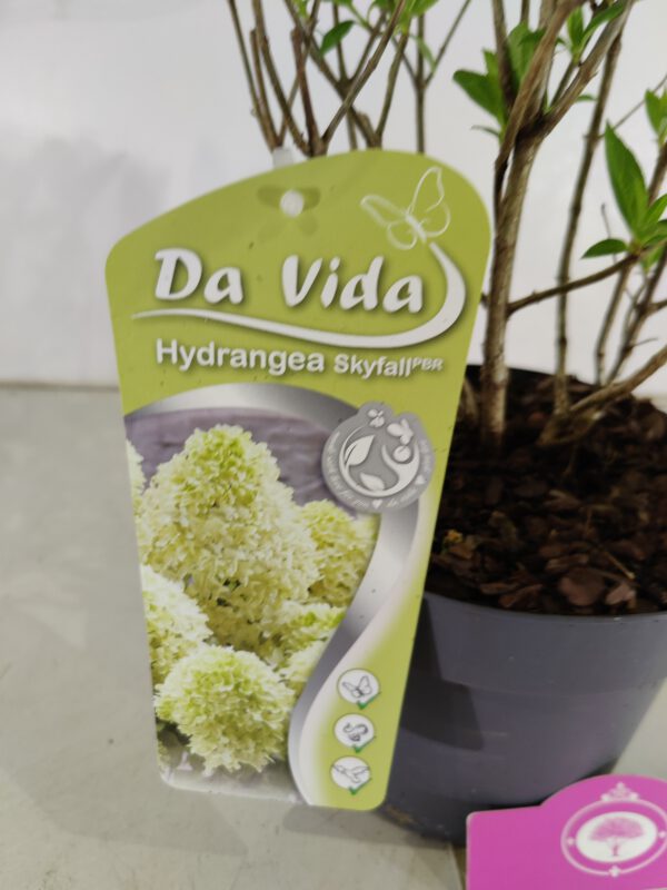 Hydrangea paniculata 'Skyfall', Pluimhortensia, 3 liter pot - Afbeelding 4