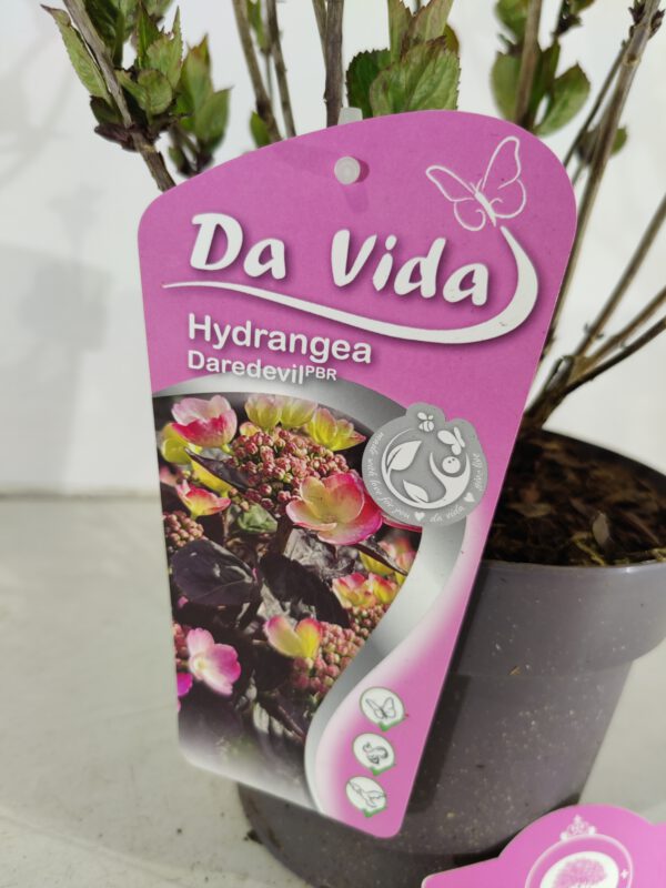 Hydrangea serrata 'Daredevil', Japanse berghortensia, 3 liter pot – Image 3