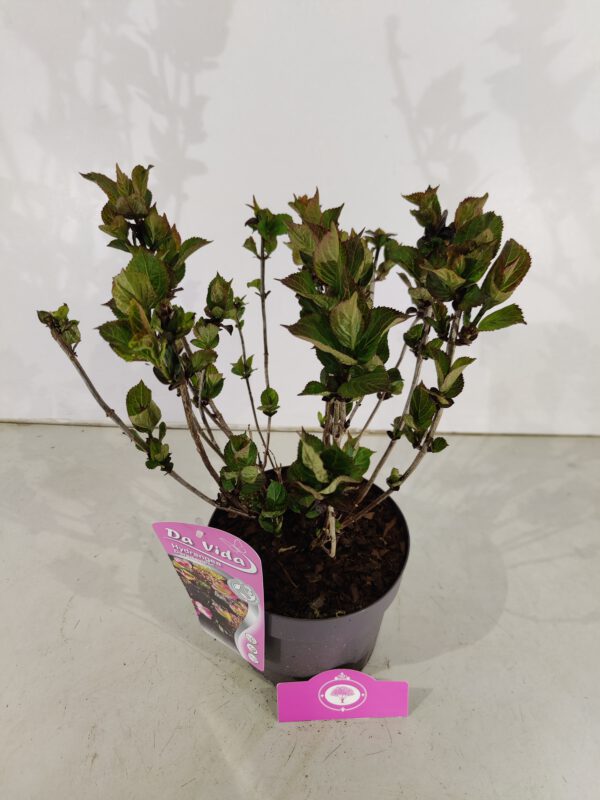 Hydrangea serrata 'Daredevil', Japanse berghortensia, 3 liter pot – Image 4