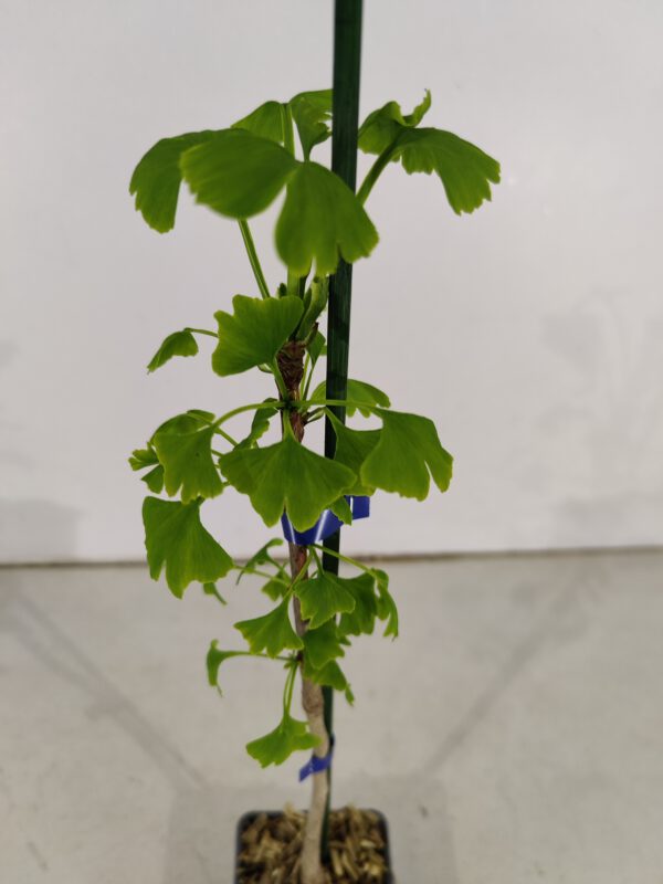 Set Van 4 Japanse Notenboom - Ginkgo biloba - Hoogte 60cm – 9cm pot - Bild 5
