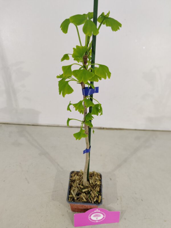 Set Van 4 Japanse Notenboom - Ginkgo biloba - Hoogte 60cm – 9cm pot - Bild 6