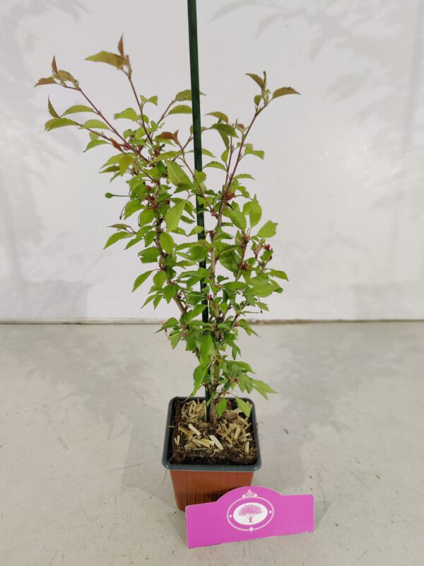 Set Van 4 Chinese Fujikers - Prunus incisa 'Kojou-no-mai' – Hoogte 35cm – 9cm pot - Bild 3