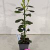 Set van 4 Amerikaanse hulst - Ilex 'Nellie R. Stevens' - Hoogte 40cm - 9cm pot - Afbeelding 3