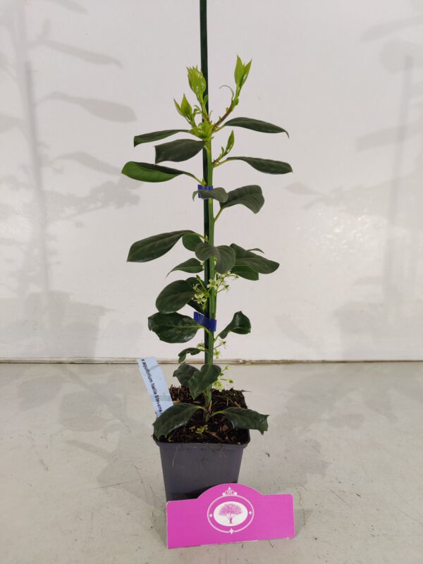 Set van 4 Amerikaanse hulst - Ilex 'Nellie R. Stevens' - Hoogte 40cm - 9cm pot - Afbeelding 3