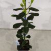 Set van 4 Amerikaanse hulst - Ilex 'Nellie R. Stevens' - Hoogte 40cm - 9cm pot - Afbeelding 4