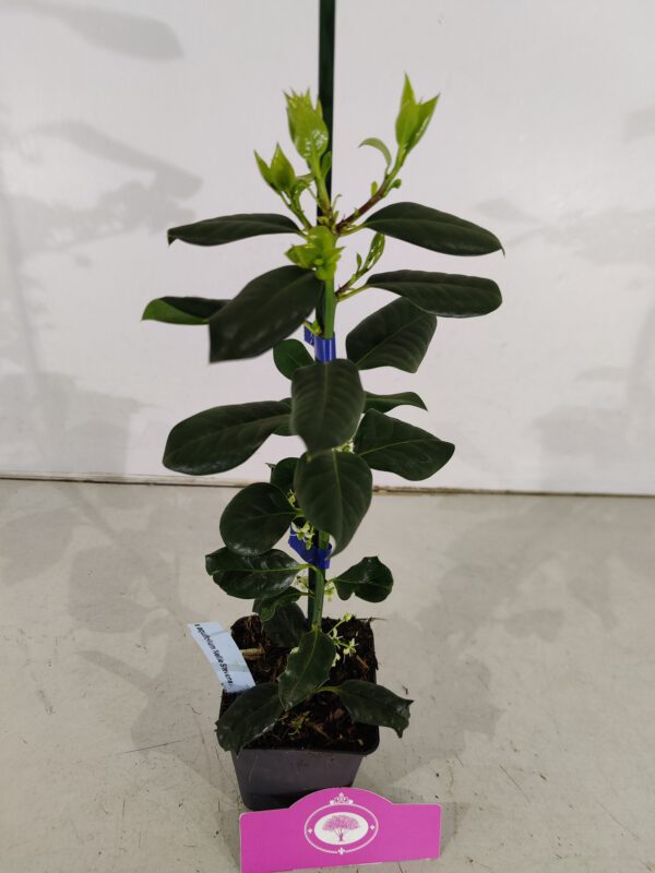 Set van 4 Amerikaanse hulst - Ilex 'Nellie R. Stevens' - Hoogte 40cm - 9cm pot - Afbeelding 4
