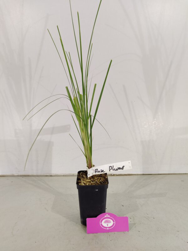 Set Van 4 Roze Pampasgras - Cortaderia Selloana 'Rose Plume' - Hoogte 35cm - 9cm pot – Image 4