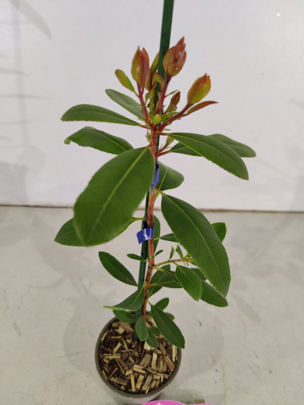 Set Van 4 Aardbeienboom - Arbutus unedo 'Cobra' – Hoogte 35cm – 9cm pot – Image 5
