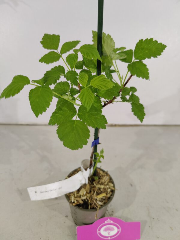Set van 4 Paarse Framboos - Rubus idaeus 'Glen Coe' - Hoogte 25cm - 9cm pot - Image 5