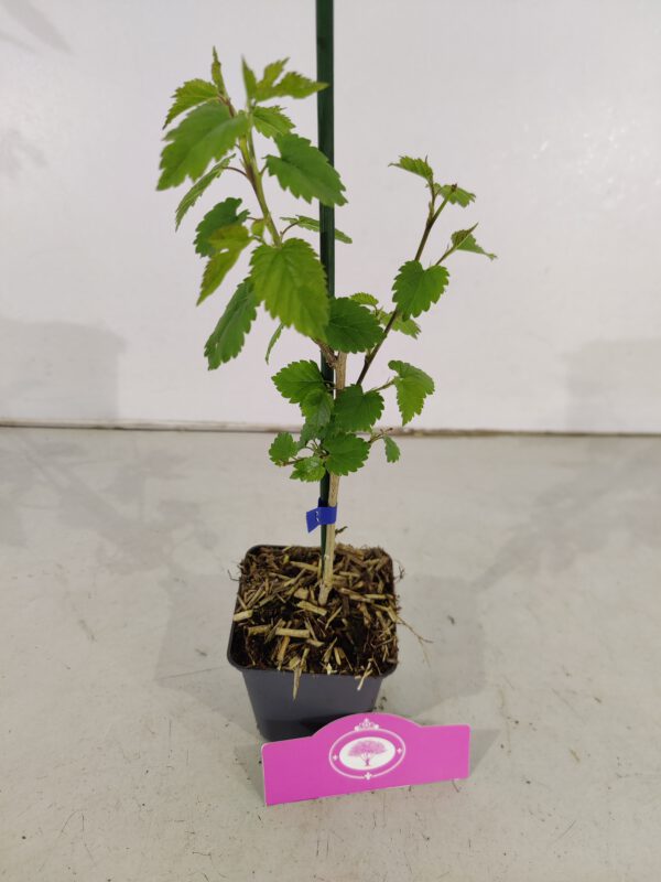 Set Van 4 Moerbeien – Morus alba x rubra 'Milanowek' – Hoogte 25cm – 9cm pot - Afbeelding 4