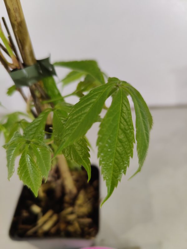 Set van 4 Wilde wingerd - Parthenocissus quinquefolia - Hoogte 35cm – 9cm pot - Afbeelding 4