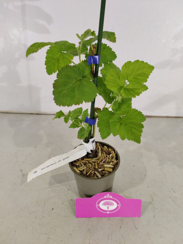 Set van 4 Loganbes - Rubus fruticosus 'Loganberry' - Hoogte 25cm - 9cm pot – Image 3