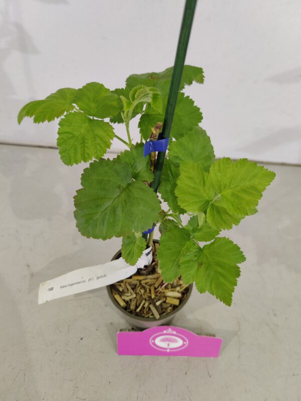 Set van 4 Loganbes - Rubus fruticosus 'Loganberry' - Hoogte 25cm - 9cm pot – Image 2