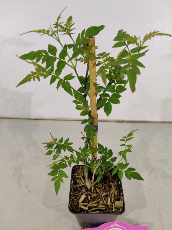Set van 4 Gewone jasmijn - Jasminum officinale - Hoogte 30cm – 9cm pot – Image 4