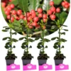Set van 4 Amerikaanse hulst - Ilex 'Nellie R. Stevens' - Hoogte 40cm - 9cm pot
