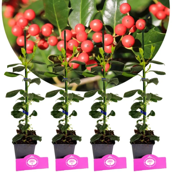 Set van 4 Amerikaanse hulst - Ilex 'Nellie R. Stevens' - Hoogte 40cm - 9cm pot