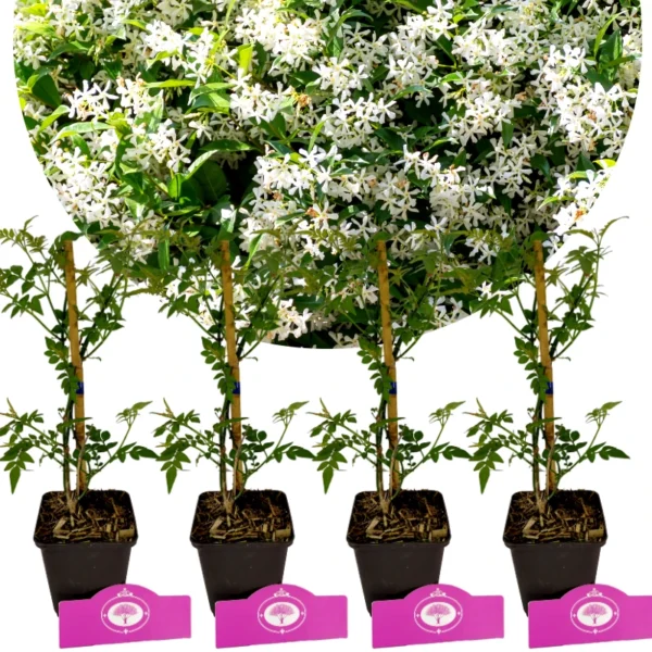 Lot de 4 Jasmin commun - Jasminum officinale - Hauteur 30cm - Pot de 9cm