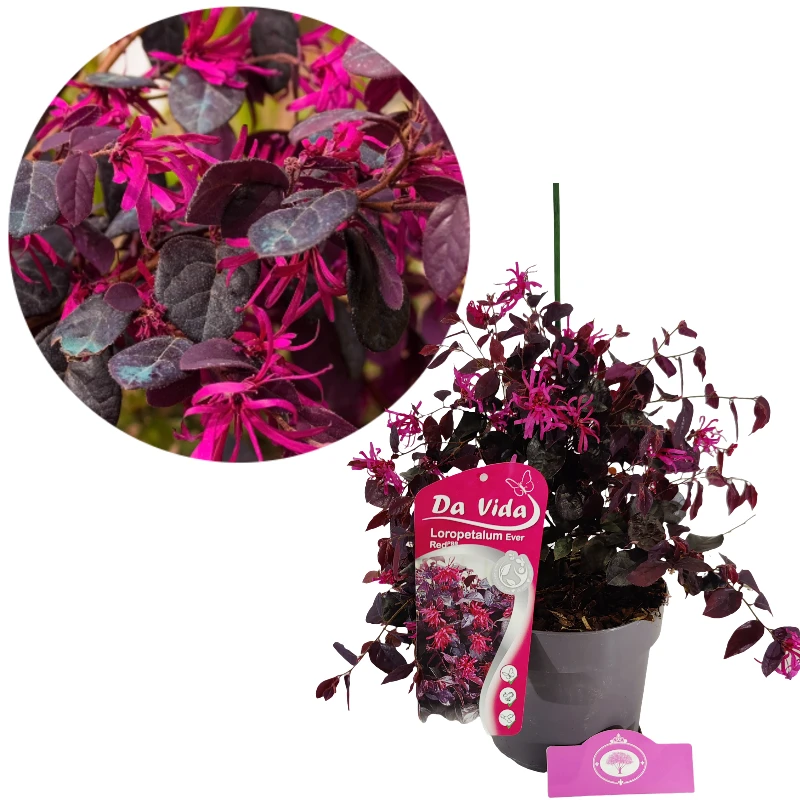 Loropetalum chinense 'Ever Red'®, Heksenstruik, 3 liter pot