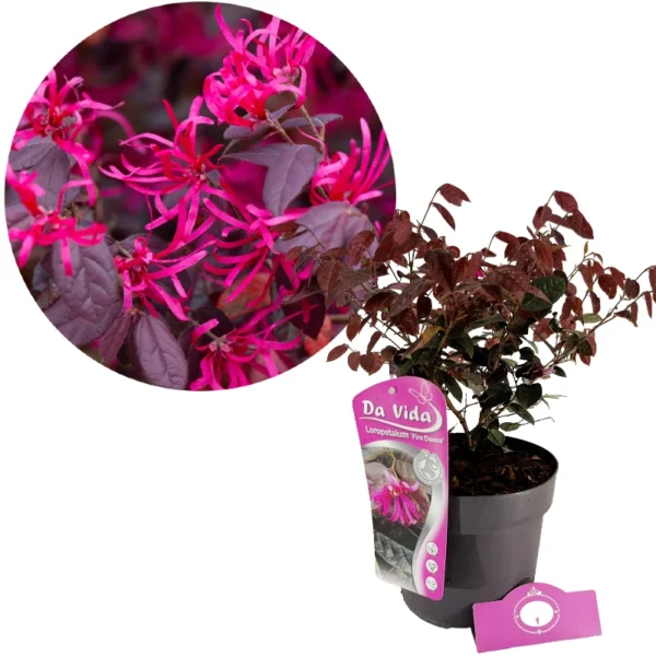 Loropetalum chinense 'Fire Dance', Heksenstruik, 3 liter pot