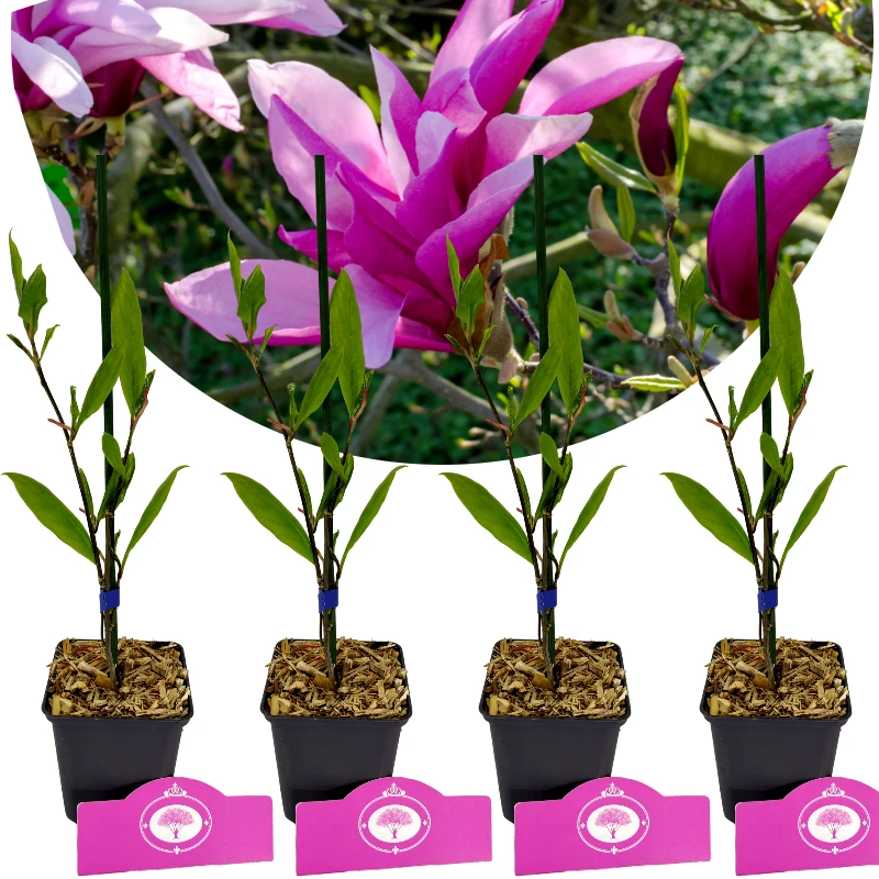 Set de 4 Magnolia - Magnolia 'Betty' - Hauteur 35cm - Pot de 9cm