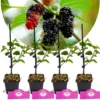 Set Van 4 Moerbeien – Morus alba x rubra 'Gerardi Dwarf' – Hoogte 25cm – 9cm pot