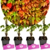 Set van 4 Wilde wingerd - Parthenocissus quinquefolia - Hoogte 35cm – 9cm pot