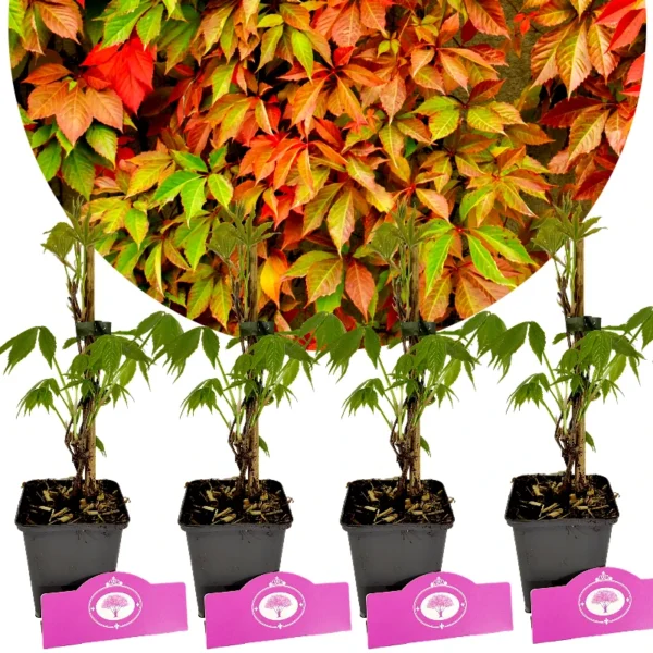 Set van 4 Wilde wingerd - Parthenocissus quinquefolia - Hoogte 35cm – 9cm pot