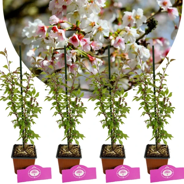 Uppsättning med 4 kinesiska fujikor - Prunus incisa 'Kojou-no-mai' - Höjd 35 cm - 9 cm kruka
