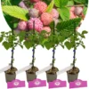 Set van 4 Paarse Framboos - Rubus idaeus 'Glen Coe' - Hoogte 25cm - 9cm pot