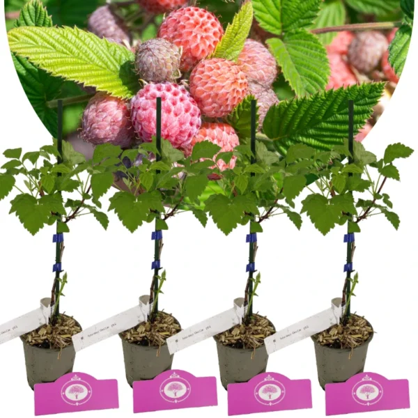 Set of 4 Purple Raspberry - Rubus idaeus 'Glen Coe' - Height 25cm - 9cm pot