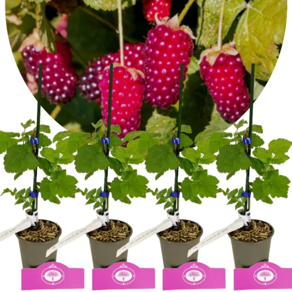 Lot de 4 Loganberry - Rubus fruticosus 'Loganberry' - Hauteur 25cm - Pot de 9cm
