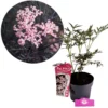 Sambucus nigra 'Black Lace', Zwarte vlier, 3 liter pot