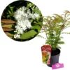 Sorbaria sorbifolia 'Sem', Lijsterbesspirea, 3 liter pot