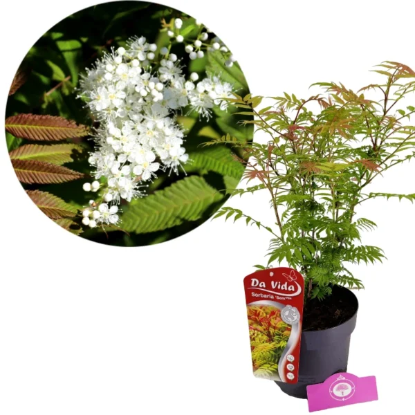 Sorbaria sorbifolia 'Sem', Rowan crabapple, 3 litre pot