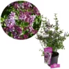 Syringa 'Red Pixie', Dwergsering, 3 liter pot