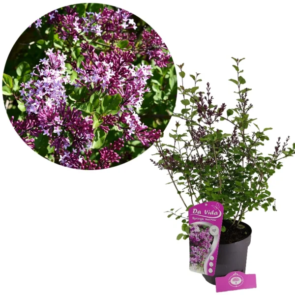 Syringa 'Red Pixie', Dwergsering, 3 liter pot