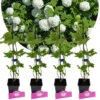 Set Van 4 Gelderse Roos - Viburnum opulus 'Roseum' – Hoogte 50cm – 9cm pot