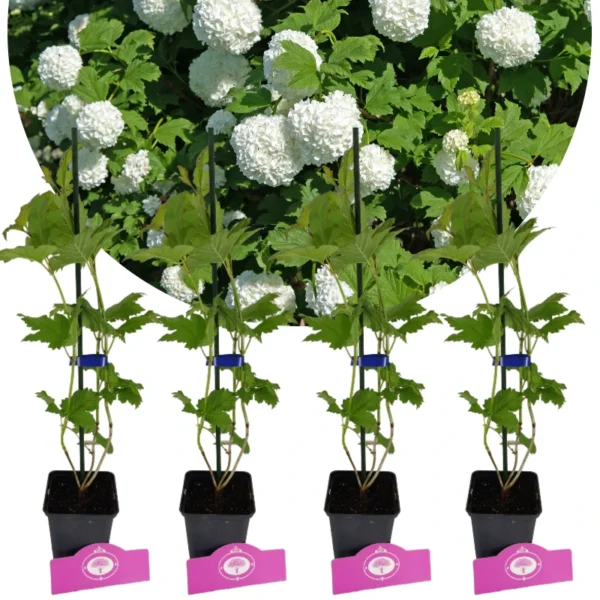 Set Van 4 Gelderse Roos - Viburnum opulus 'Roseum' – Hoogte 50cm – 9cm pot