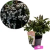 Weigela 'Ebony and Ivory', Weigelia, 3 liter pot