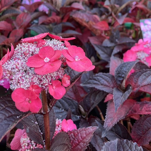 Hydrangea serrata 'Daredevil', Japanse berghortensia, 3 liter pot – Image 2