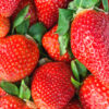 Set van 4 Reuze Aardbeien -  Fragaria ananassa 'Colossus' - Hoogte 20cm - 9cm pot - Afbeelding 2