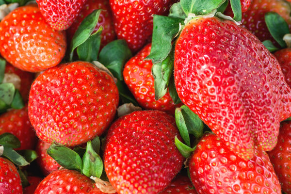 Set van 4 Reuze Aardbeien -  Fragaria ananassa 'Colossus' - Hoogte 20cm - 9cm pot - Afbeelding 2