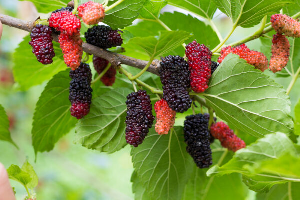 Set Van 4 Moerbeien – Morus alba x rubra 'Milanowek' – Hoogte 25cm – 9cm pot - Afbeelding 3