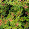 Sorbaria sorbifolia 'Sem', Lijsterbesspirea, 3 liter pot - Image 2