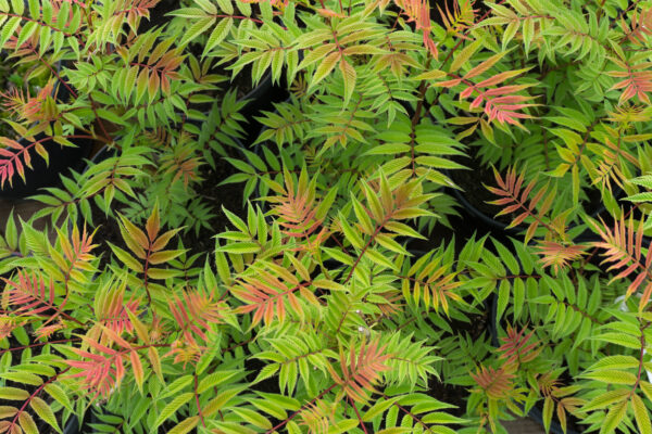 Sorbaria sorbifolia 'Sem', Lijsterbesspirea, 3 liter pot - Image 2
