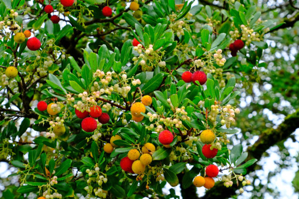 Set Van 4 Aardbeienboom - Arbutus unedo 'Cobra' – Hoogte 35cm – 9cm pot – Image 2