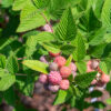 Set van 4 Paarse Framboos - Rubus idaeus 'Glen Coe' - Hoogte 25cm - 9cm pot - Image 3